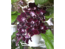 DS-������� �������.jpg