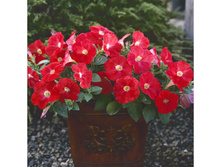 �������� ������� 160 �