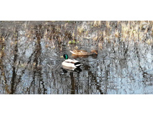 IMG 20200413 173004.jpg