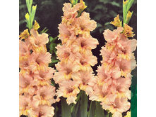 ��������� Rumba Frizzles (0153)