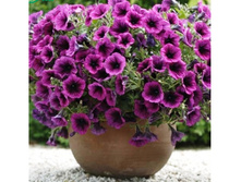 ������� ���� ���� 160 �