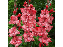 ��������� Vabenne (0171)