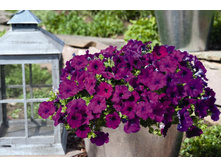 ������� �������� 160 �