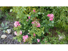 �������� �� �����