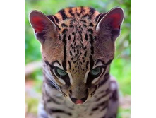 Screenshot 20200402 212852.jpg