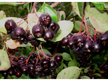 ������������ ������, 2-� ����� (������) 76,20+%+�� -3��.jpg