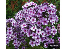 ����� �������, 200���. (������� 5��)