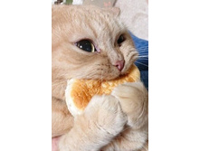 ������� ��������� ���� ���� - ������ ������� ������ ���� ��������� �ң�