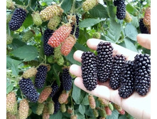 237,5���, ������� ������ ����/����, � ������� 4��.jpeg