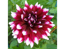 ������� Verdi (073)