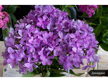 ����� ��������, 200���. (������� 4��)