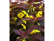 ��������� ��������� 100 �.