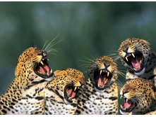 .. ������ ...