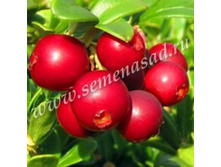 312,5���,  �������� ������/����, � ������� 1��