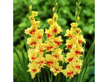 ��������� Jester (0126)