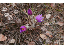 IMG 20200430 173330.jpg