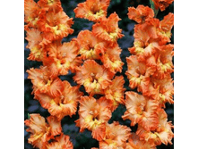 ��������� Princess Frizzle (0145)