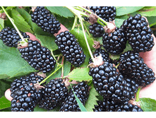 237,5���, ������� ���� ������/����, � ������� 6��.png