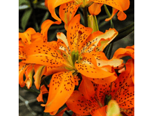 ����� Must See (0238)