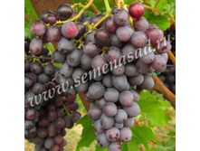 206,25���, �������� �������� ����� ��������/����, � ������� 1��.jpg