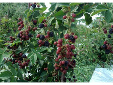 237,5���, ������� ����� ������/����, � ������� 2��.jpg