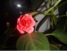 DSCN4427.JPG