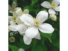 381,25���,  �������� ������������ �����/����, � ������� 3��.jpg