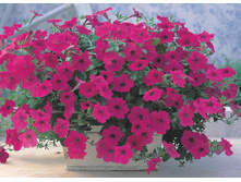 ����� ����� 160 �