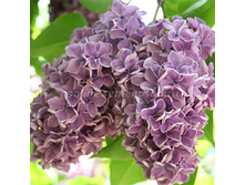 312,5���, ������ ������������ ������ �����/����, � ������� 2��.jpg