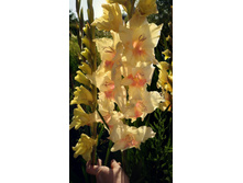 �������� ����������.