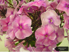 ����� ������������ �������, 200���. (������� 5��)