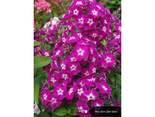 ����� ��� ��� ��� ���, 200���. (������� 5��)