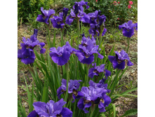 ���� ��������� ������ ������� 150 �