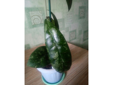 H.sp Bahoi.