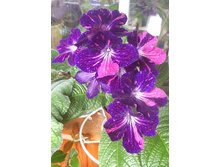 DS-�������� ���ң�.jpg