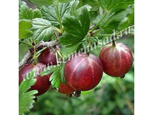 200���, ��������� ��������/����,�  ������� 2��.jpg