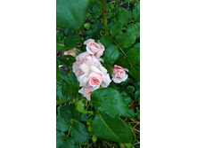 �������� ���� ��������