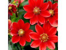 ������� Top Mix red (067)