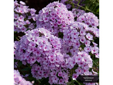 ����� ���������� ������, 200���. (������� 4��)