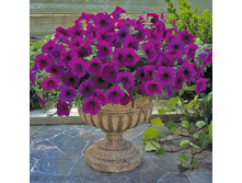 �������� ����� 160 �