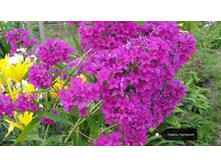 ����� ������ ���������, 200���. (������� 4��)