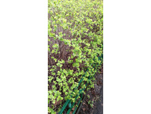 IMG 20200421 170019.jpg