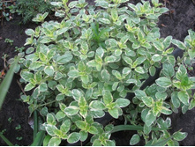 ������ ��������� 100�.