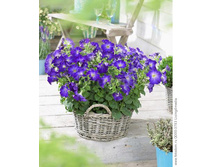 ��������� ��� ���� 70 �