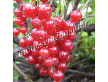 162.5���, ��������� ������� ������. ����� ������ ��� ����/����, � ������� 4��.jpg