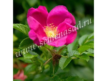 152,5���, ���� ����������� �����/����, � ������� 2��.jpg