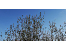 IMG 20200413 170257.jpg