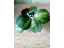 Obovata variegata.