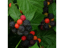 325���, ������ ������������� ����� ��������/��������, � ������� 1��.jpg