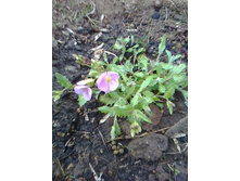 IMG 20200414 183530.jpg